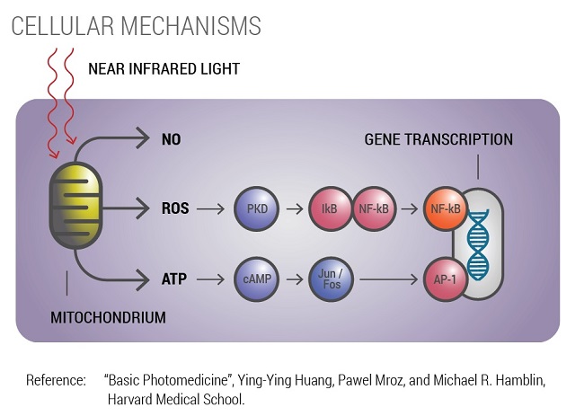 Cellular mechanisms of photobiomodulation